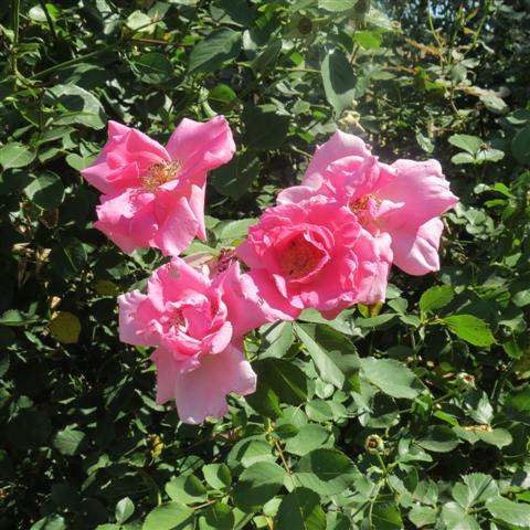 Memphis Botanical Gardens 15 of 34 (#2948)