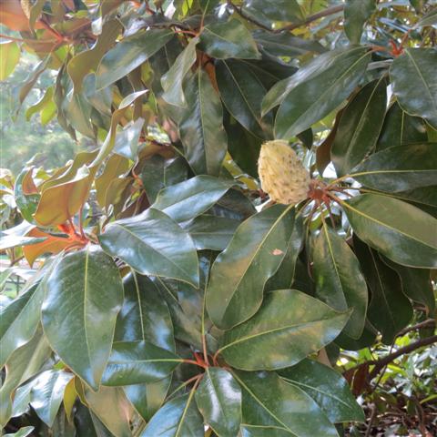 Memphis Botanical Gardens 16 of 34 (#2949)