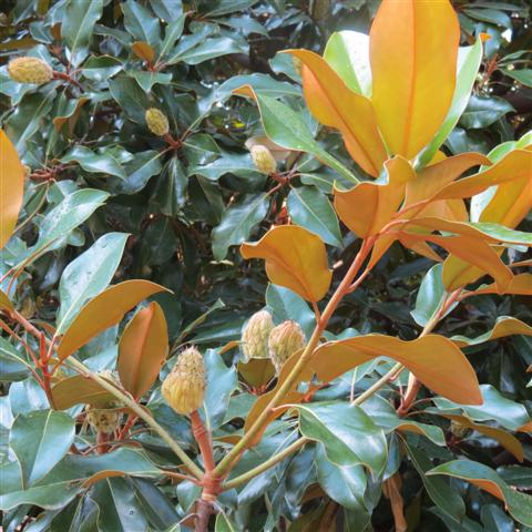 Memphis Botanical Gardens 17 of 34 (#2950)