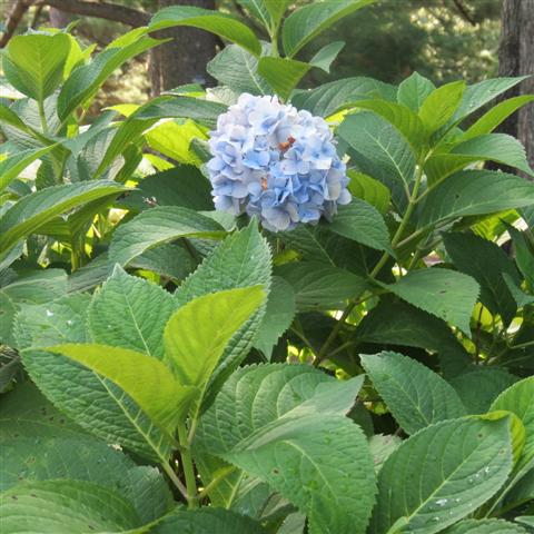 Memphis Botanical Gardens 20 of 34 (#2953)