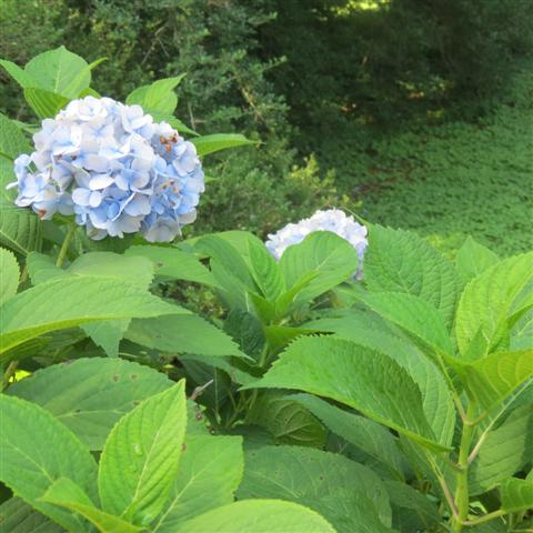 Memphis Botanical Gardens 21 of 34 (#2954)