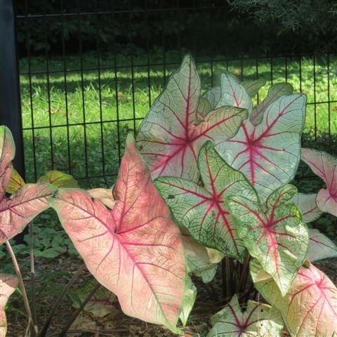 Memphis Botanical Gardens 22 of 34 (#2955)