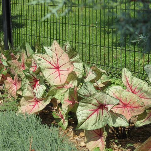 Memphis Botanical Gardens 23 of 34 (#2956)