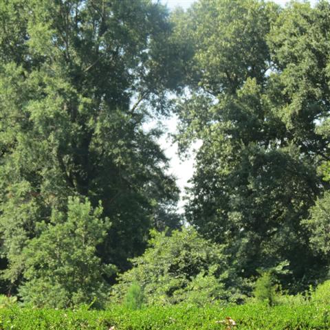 Memphis Botanical Gardens 24 of 34 (#2957)