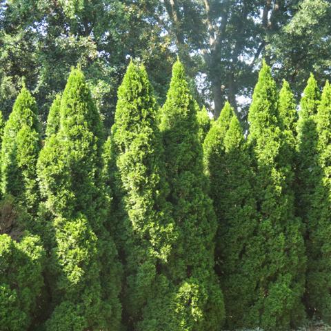 Memphis Botanical Gardens 25 of 34 (#2958)