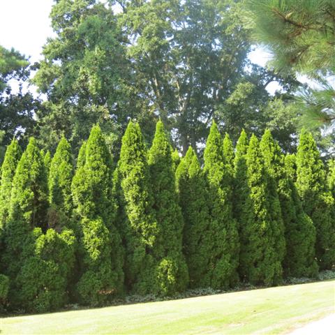 Memphis Botanical Gardens 26 of 34 (#2959)