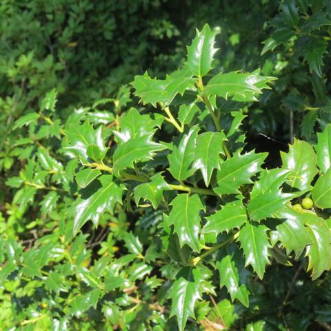 Memphis Botanical Gardens 27 of 34 (#2960)