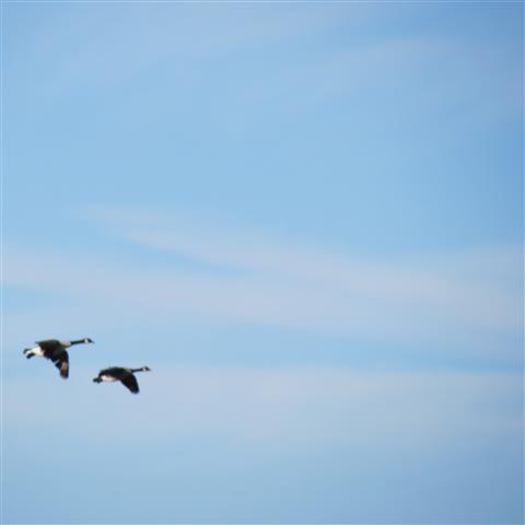 Geese over President Eisenhower National Monument Farm in Gettysburg PA  1 of 2 (#3009