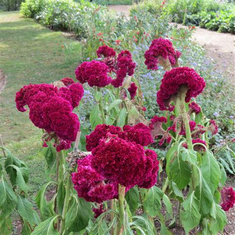 President Jefferson grounds of Monticello Home in Charlottesville VA  2 of 7 (#3108)