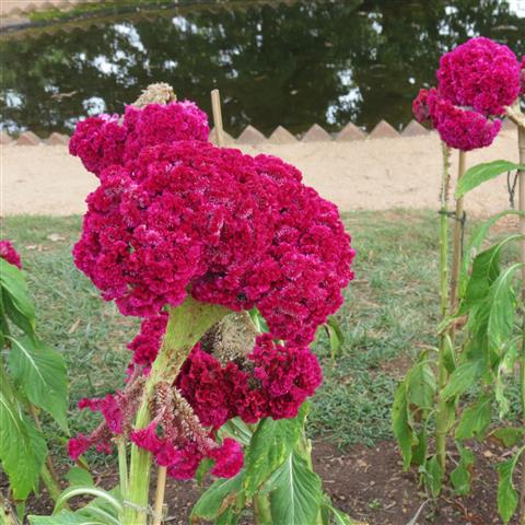 President Jefferson grounds of Monticello Home in Charlottesville VA  3 of 7 (#3109)
