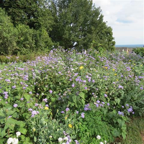 President Jefferson grounds of Monticello Home in Charlottesville VA  5 of 7 (#3116)