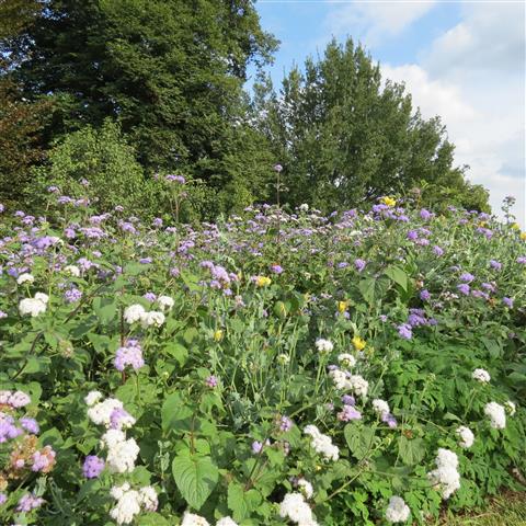 President Jefferson grounds of Monticello Home in Charlottesville VA  6 of 7 (#3117)