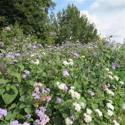President Jefferson grounds of Monticello Home in Charlottesville VA  7 of 7 (#3118)