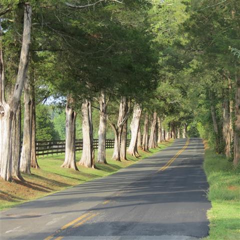 On road south of President Monroe home in Charlottesville VA  1 of 2 (#3127)