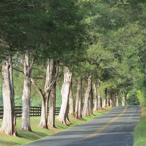 On road south of President Monroe home in Charlottesville VA  2 of 2 (#3128)