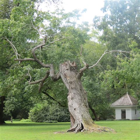 Grounds around President Tyler Home in Charles City VA  3 of 7 (#3184)
