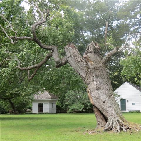 Grounds around President Tyler Home in Charles City VA  4 of 7 (#3190)