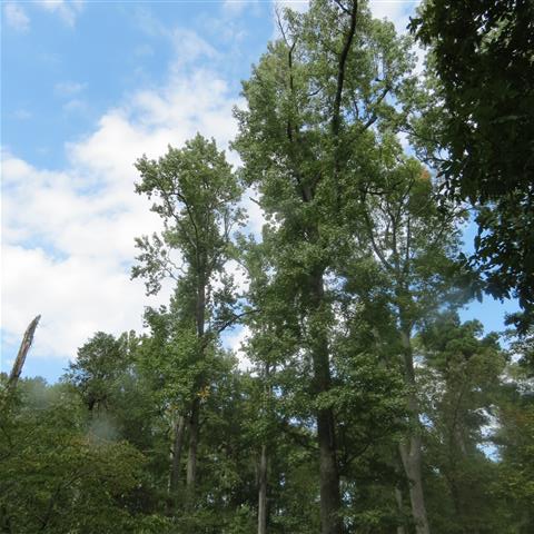 Grounds around President Tyler Home in Charles City VA  5 of 7 (#3191)