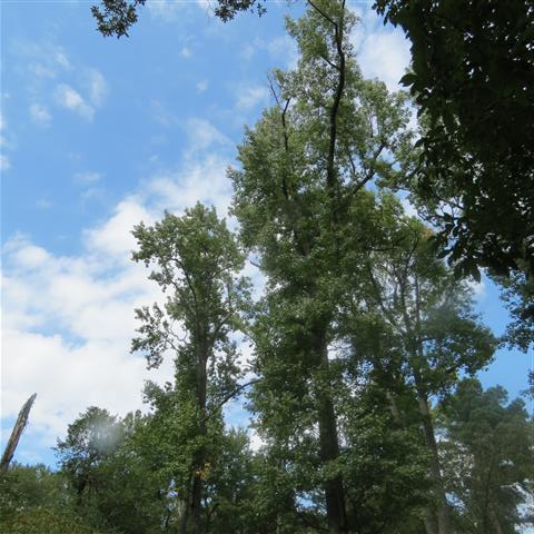 Grounds around President Tyler Home in Charles City VA  6 of 7 (#3192)