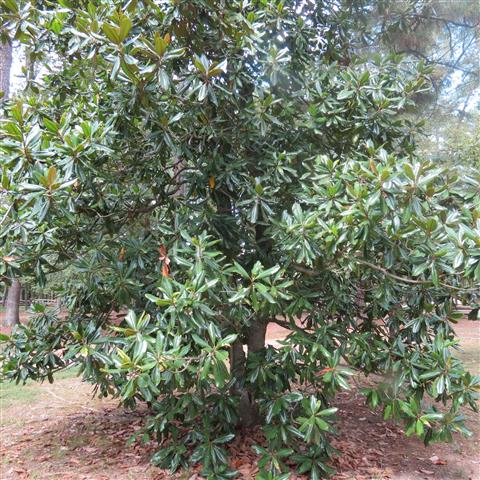 Grounds around President Tyler Home in Charles City VA  7 of 7 (#3193)