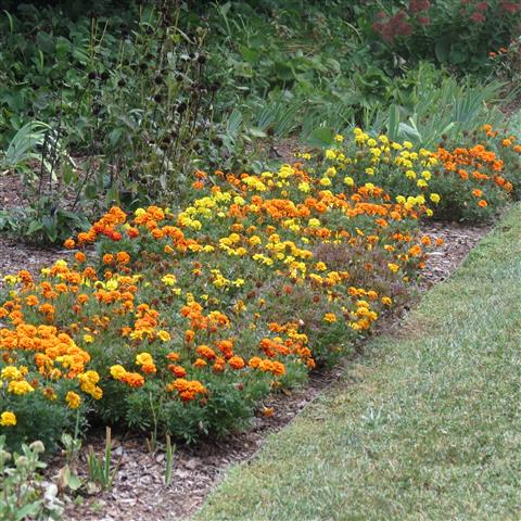 Grounds at President Madison Home near Orange VA  9 of 17 (#3223)