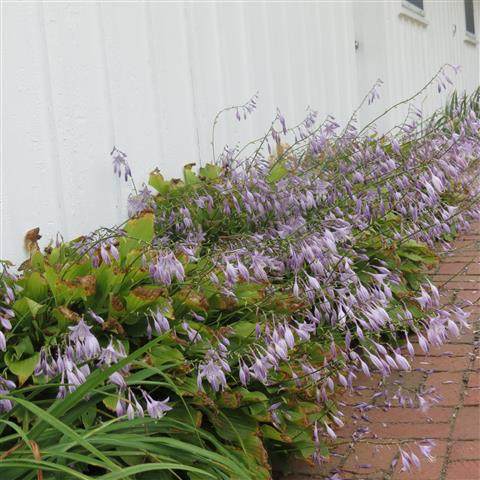 Chatham Manor Gardens at Fredericksburg National Battlefield  1 of 8 (#3239)
