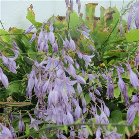 Chatham Manor Gardens at Fredericksburg National Battlefield  3 of 8 (#3240)