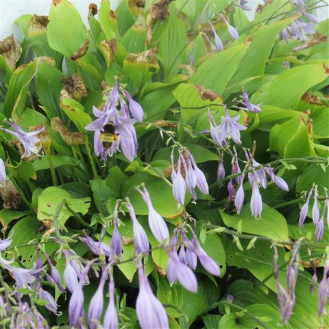 Chatham Manor Gardens at Fredericksburg National Battlefield  4 of 8 (#3241)