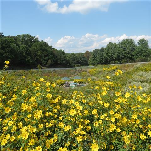 Wolf Trap Theater  1 of  3 (#3258)