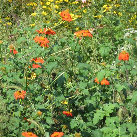 Wolf Trap Theater  2 of  3 (#3259)