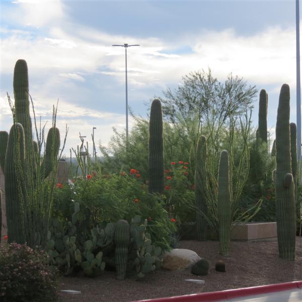 Tucson Airport Scenery  1 of  2 (#3972)