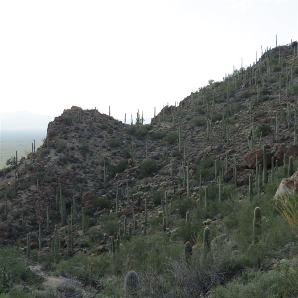 Saguaro National Park  1 of 22 (#4002)