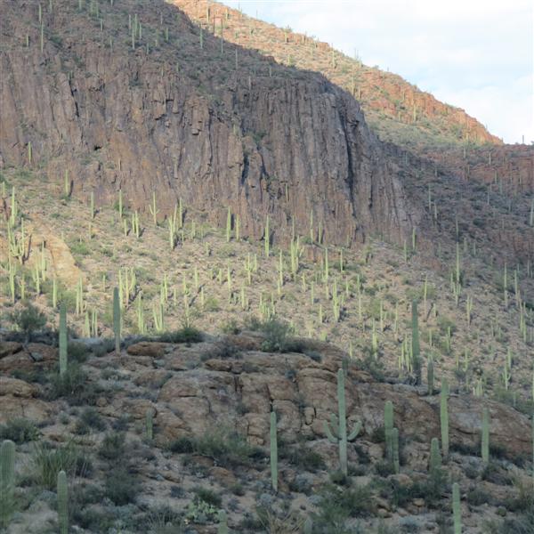 Saguaro National Park  3 of 22 (#4004)