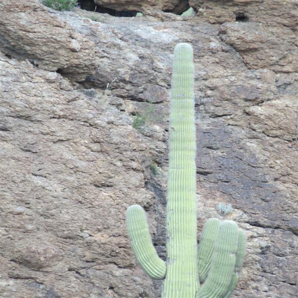 Saguaro National Park  4 of 22 (#4005)