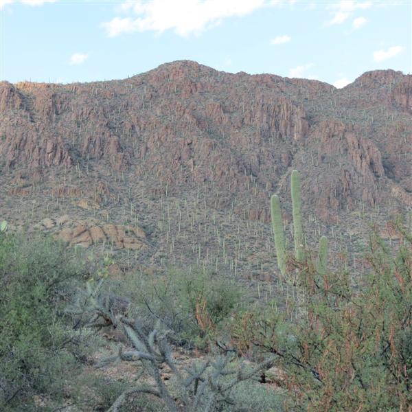 Saguaro National Park  5 of 22 (#4006)