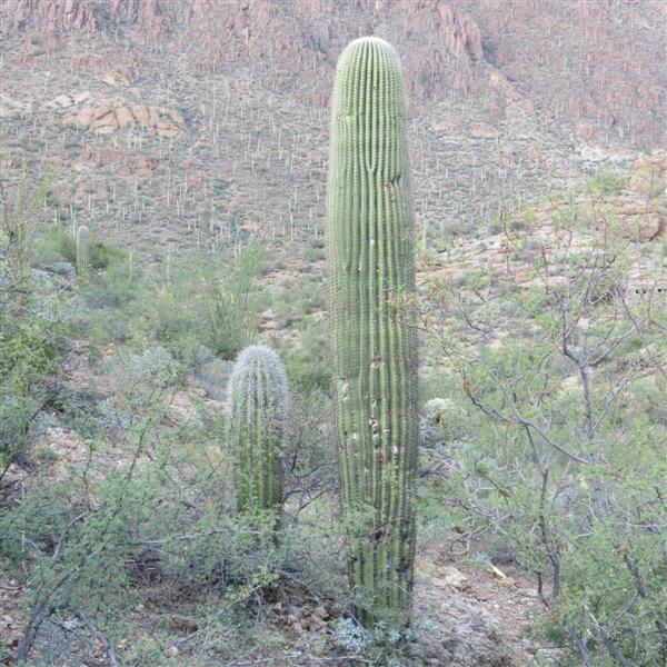 Saguaro National Park  6 of 22 (#4007)