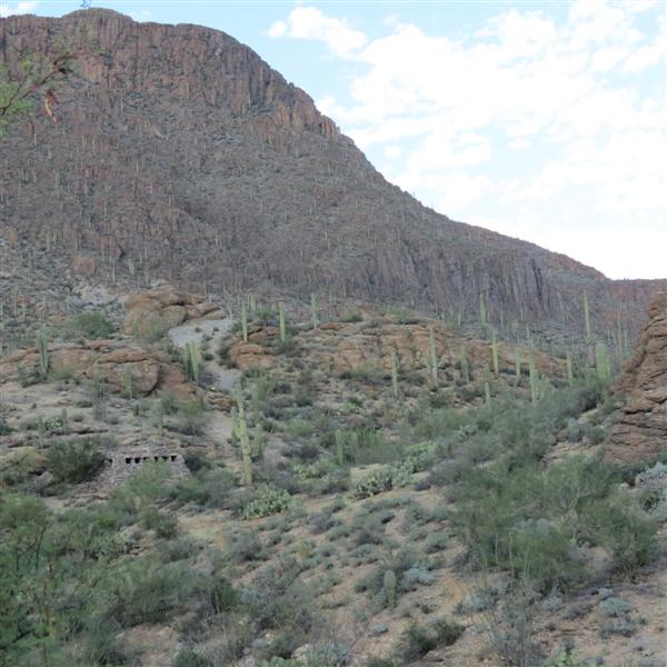Saguaro National Park  7 of 22 (#4008)