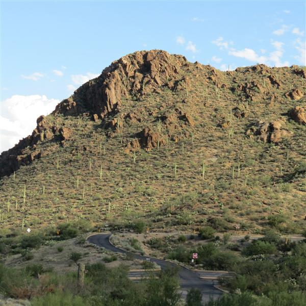 Saguaro National Park  8 of 22 (#4009)