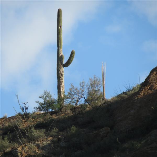 Saguaro National Park 11 of 22 (#4012)