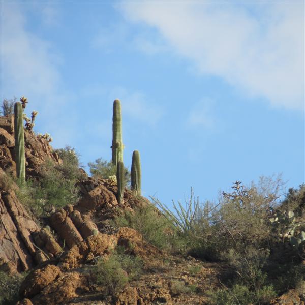 Saguaro National Park 12 of 22 (#4013)
