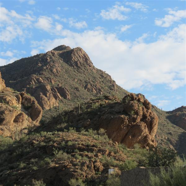 Saguaro National Park 15 of 22 (#4016)