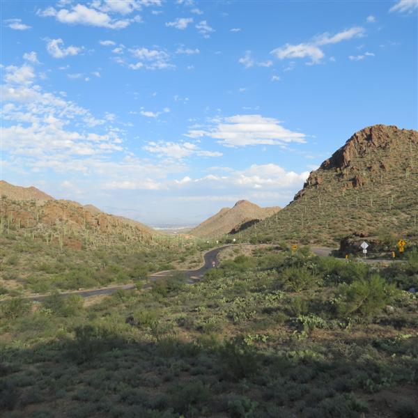 Saguaro National Park 16 of 22 (#4017)