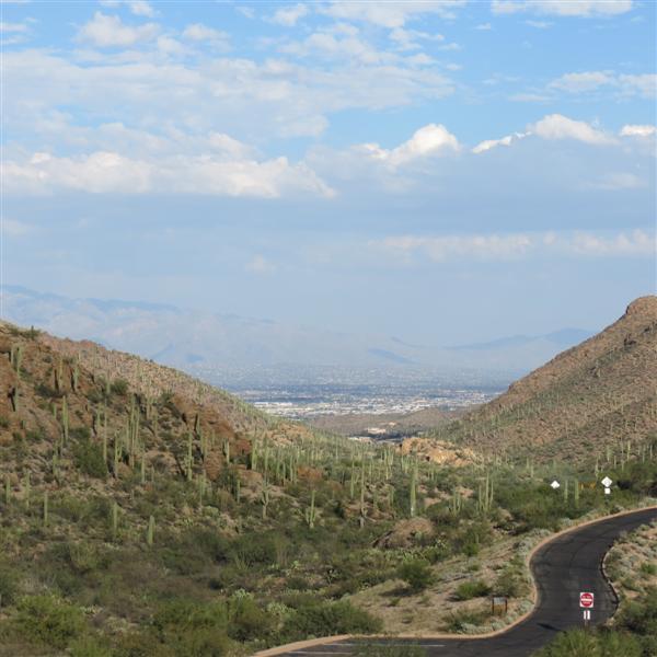 Saguaro National Park 18 of 22 (#4019)