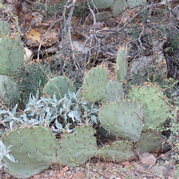 Saguaro National Park 19 of 22 (#4020)