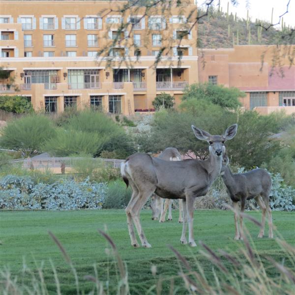 Saguaro National Park 20 of 22 (#4021)