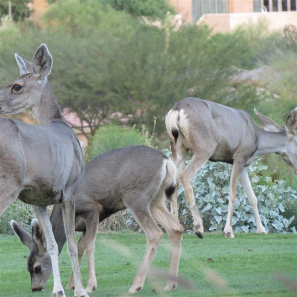 Saguaro National Park 21 of 22 (#4022)