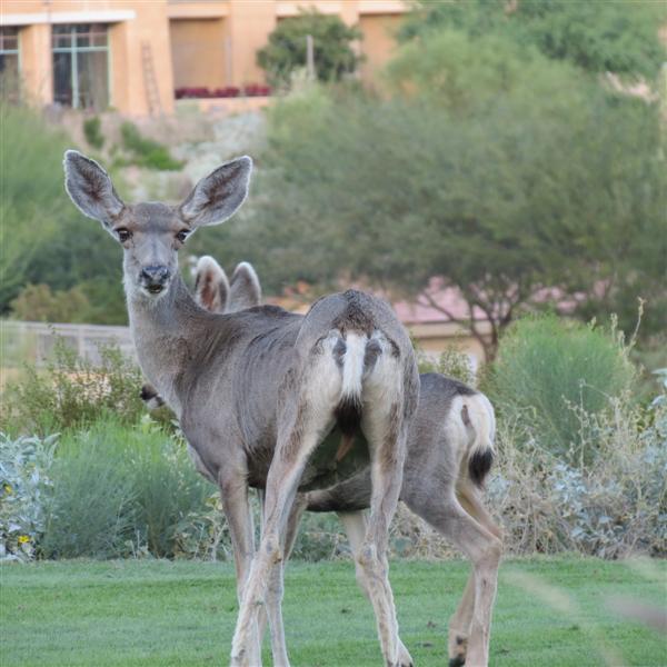 Saguaro National Park 22 of 22 (#4023)