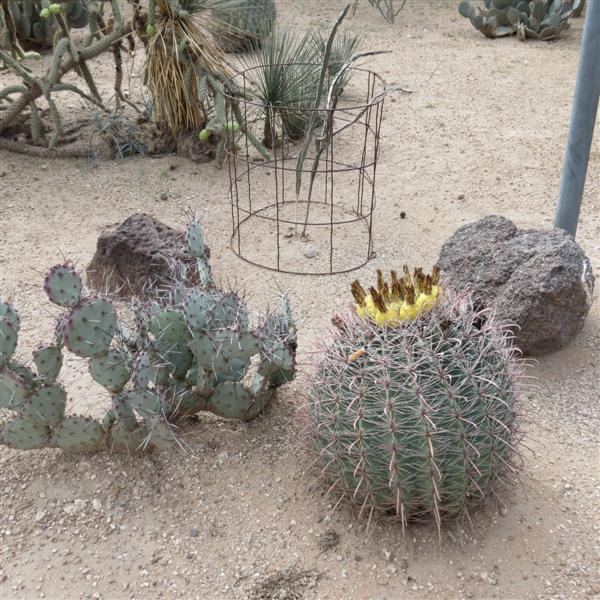 Outside Mission San Xavier Del Bac  7 of  9 (#4052)