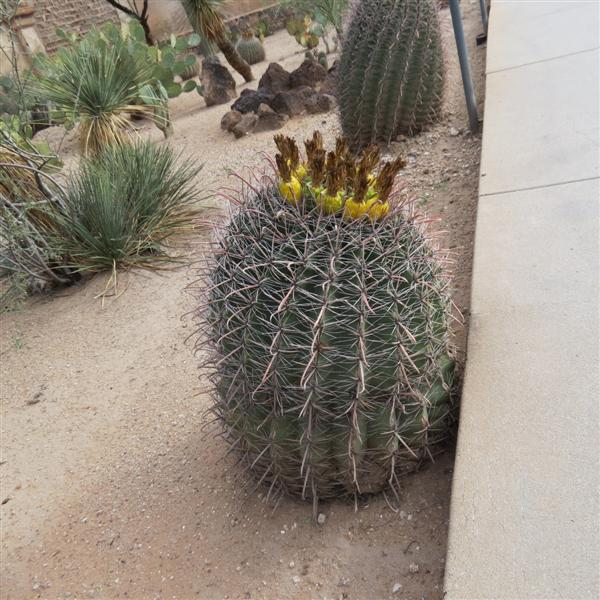 Outside Mission San Xavier Del Bac  8 of  9 (#4053)