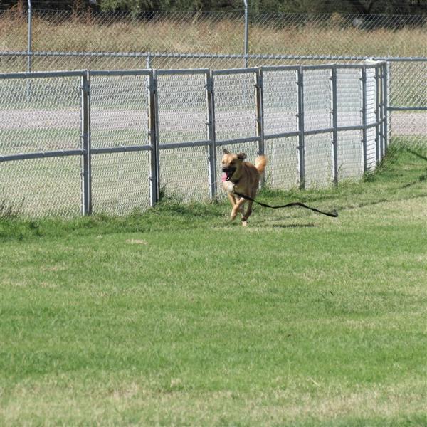 Dog park near Tubac AZ  2 of  9 (#4060)